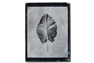 leaf1_tmb
