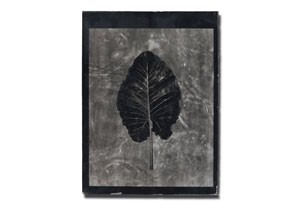 leaf2_tmb