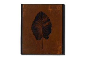 leaf3_tmb