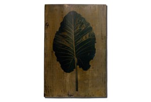 leaf7_tmb